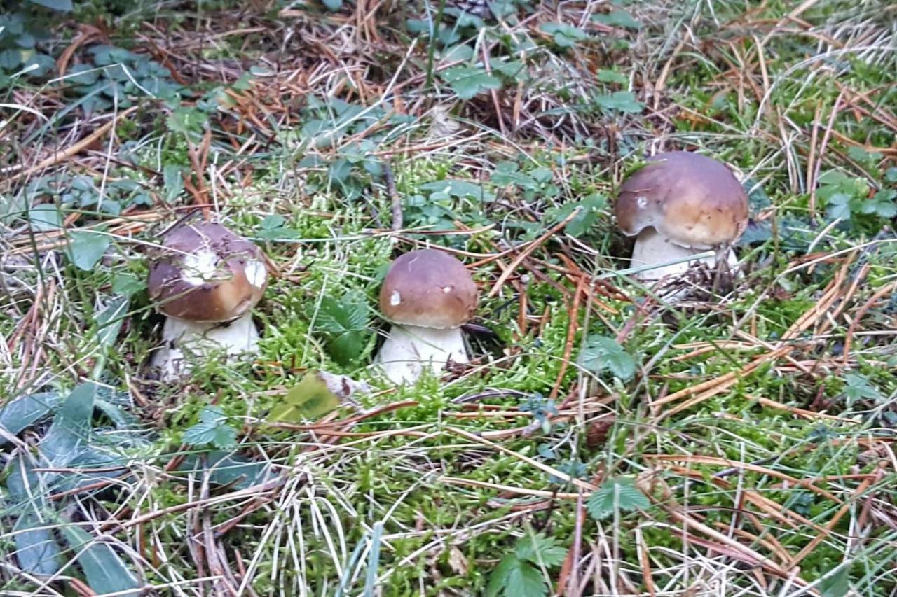 Les Forques De'N Pep Appartement Toses Buitenkant foto